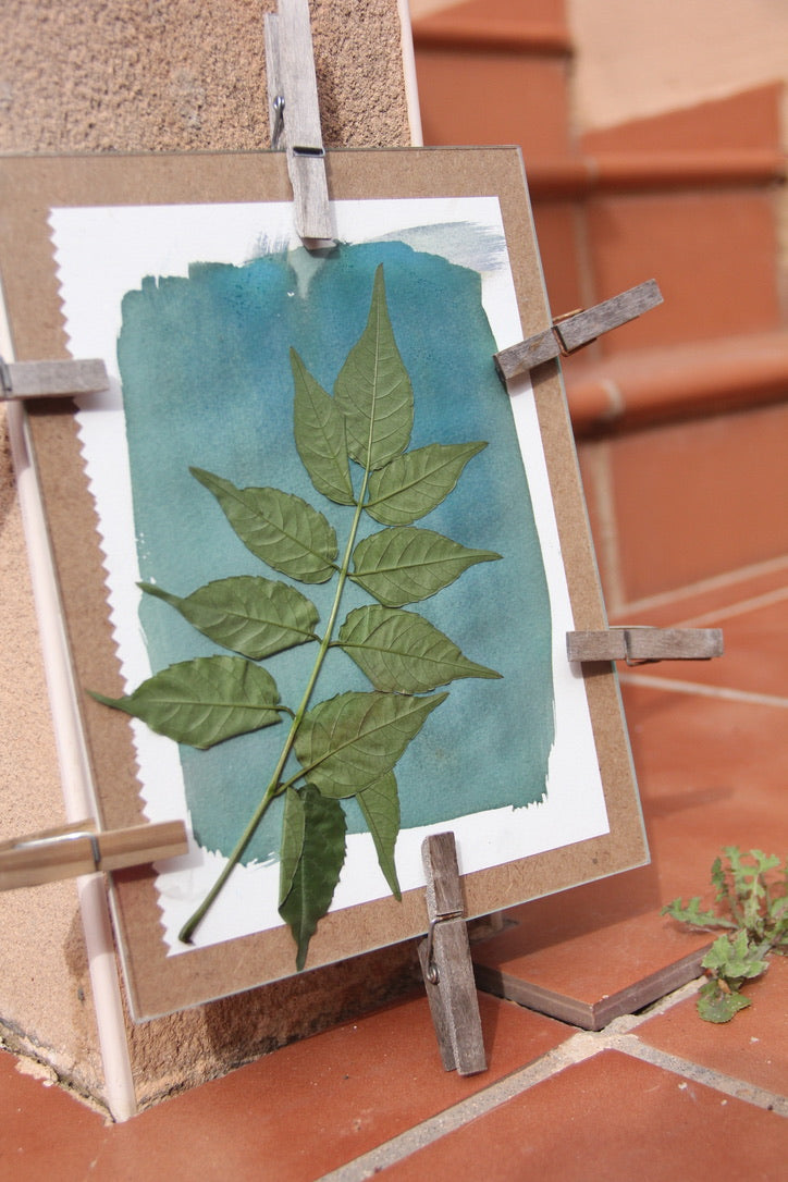 Taller de Cianotípia Botánica